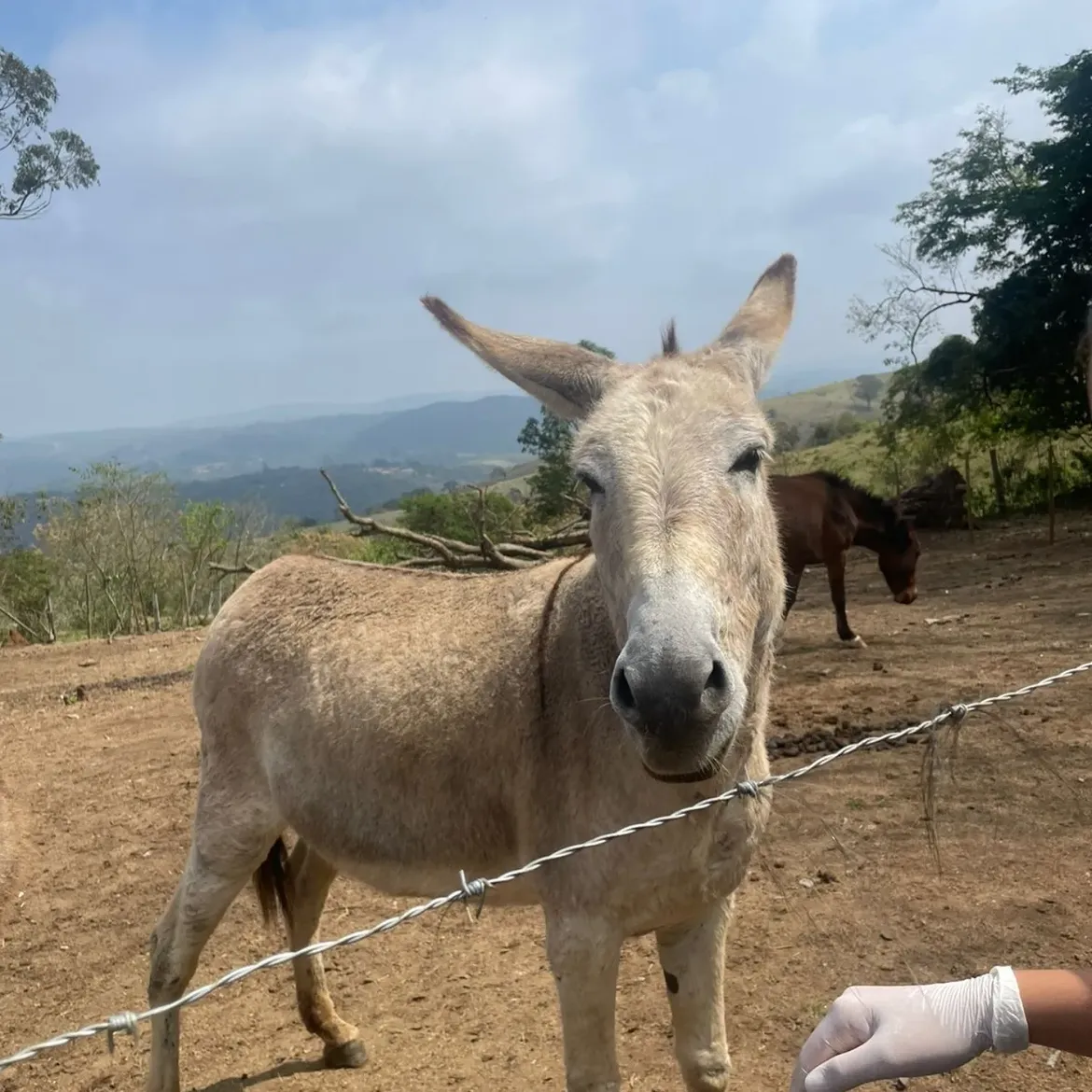 Padrinho da Esperança