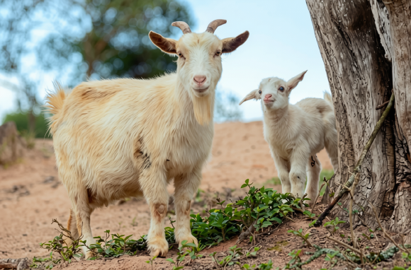Página de apadrinhamento da Santuário Animal Sente (Associação Vegana de Conscientização e Libertação Animal)